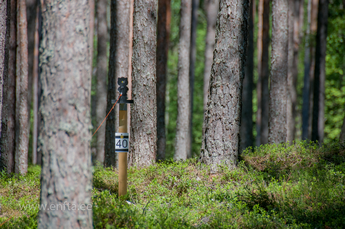 259 Targets grow on their own in the forest like trees